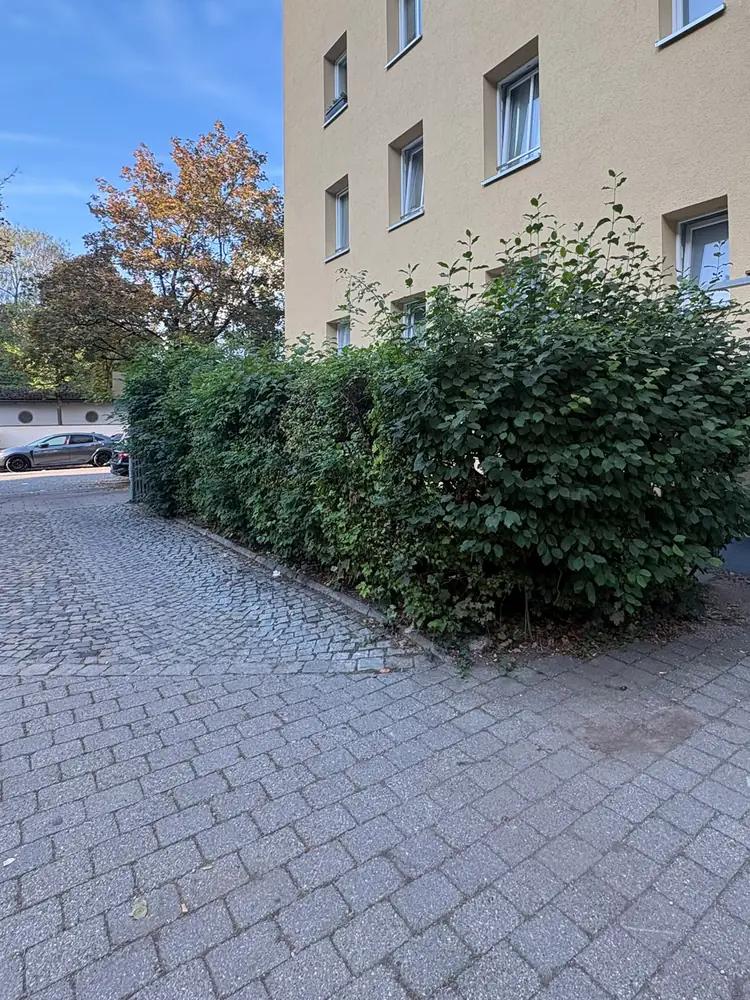 Ausladende Hecke an der Hausecke einer Wohnanlage in München vor dem Heckenschnitt